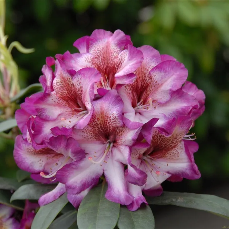 Rhododendron 'Hans Hachmann' 3 Rhododendron 'Hans Hachmann'