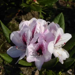 Rhododendron 'Herbstfreude'