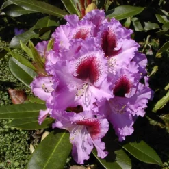 Rhododendron 'Kabarett'