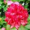 Rhododendron 'Karl Naue'