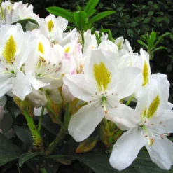 Rhododendron 'Madame Masson'
