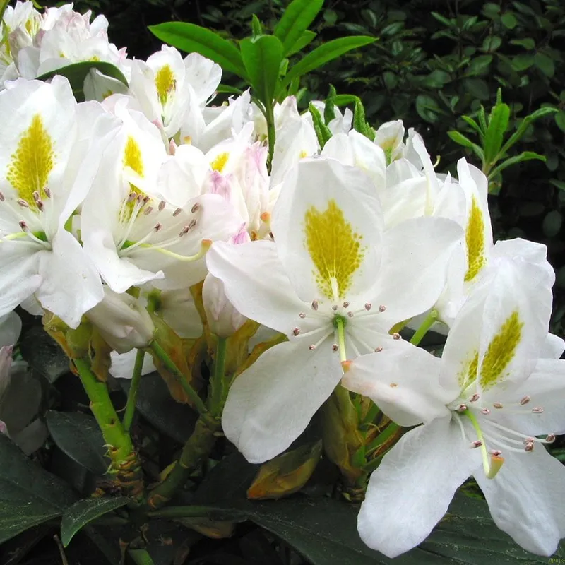Rhododendron 'Madame Masson' 3 Rhododendron 'Madame Masson'