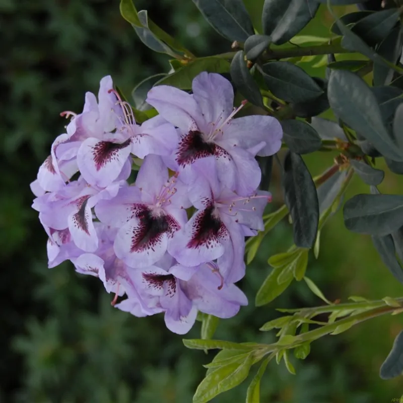 Rhododendron 'Metallica' 3 Rhododendron 'Metallica'
