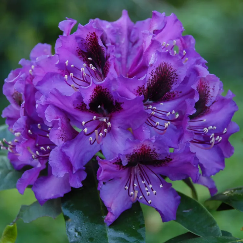 Rhododendron 'Orakel' 3 Rhododendron 'Orakel'