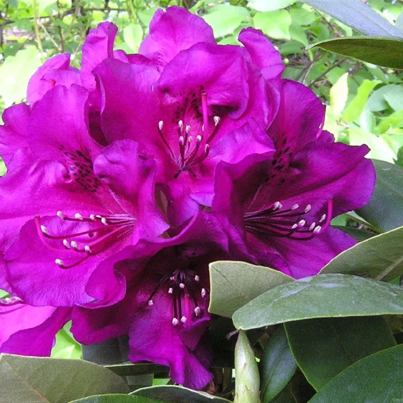 Rhododendron 'Polarnacht' 3 Rhododendron 'Polarnacht'