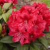 Rhododendron 'Rabatz' 2 Rhododendron 'Rabatz' -Planter Butik apr 10461