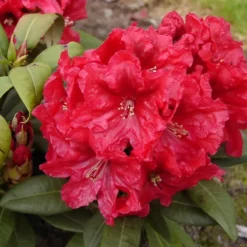 Rhododendron 'Rabatz'