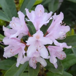 Rhododendron 'Septembercharm'
