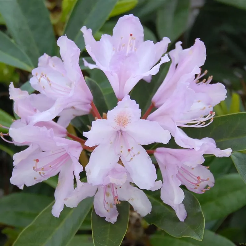 Rhododendron 'Septembercharm' 3 Rhododendron 'Septembercharm'