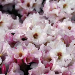 Rhododendron 'Silver Copper'