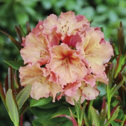 Rhododendron 'Sun Glory'