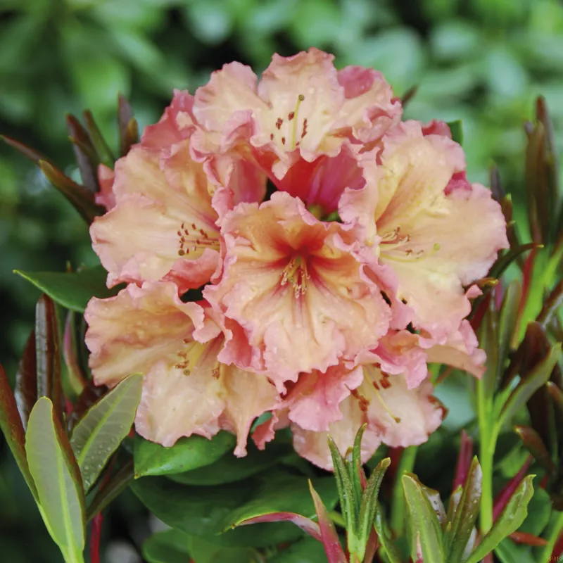 Rhododendron 'Sun Glory' 3 Rhododendron 'Sun Glory'