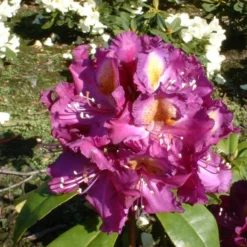 Rhododendron 'Tamarindos'
