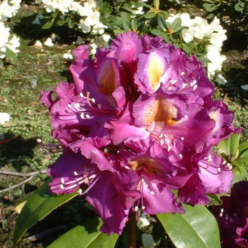 Rhododendron 'Tamarindos' 3 Rhododendron 'Tamarindos'