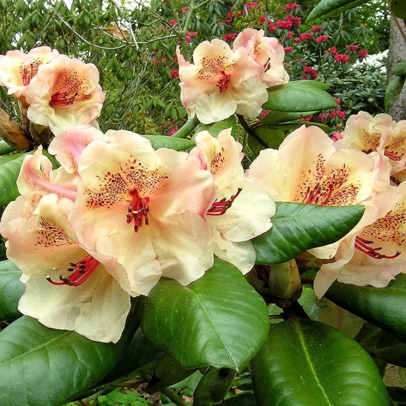 Rhododendron 'Viscy' 3 Rhododendron 'Viscy'