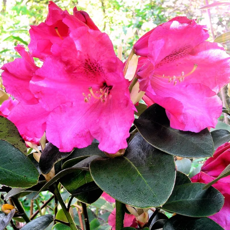 Rhododendron Will. 'Gartendir. Glocker' 3 Rhododendron Will. 'Gartendir. Glocker'