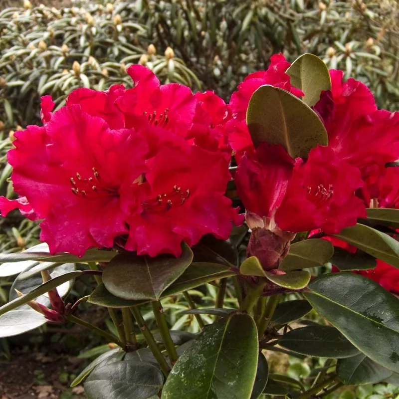Rhododendron Will. 'Tromba' 3 Rhododendron Will. 'Tromba'
