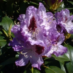 Rhododendron 'Blue Peter'
