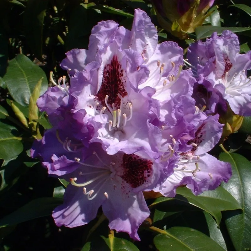 Rhododendron 'Blue Peter' 3 Rhododendron 'Blue Peter'