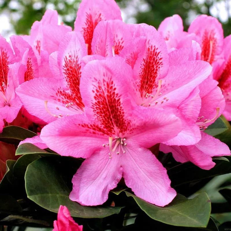 Rhododendron 'Furnivalls Daugther' 3 Rhododendron 'Furnivalls Daugther'