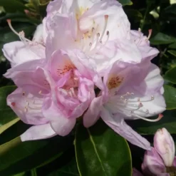 Rhododendron 'Gomer Waterer'