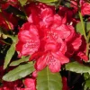 Rhododendron 'Hachmann's Feuerschein' 1 Rhododendron 'Hachmann's Feuerschein' -Planter Butik apr 10671