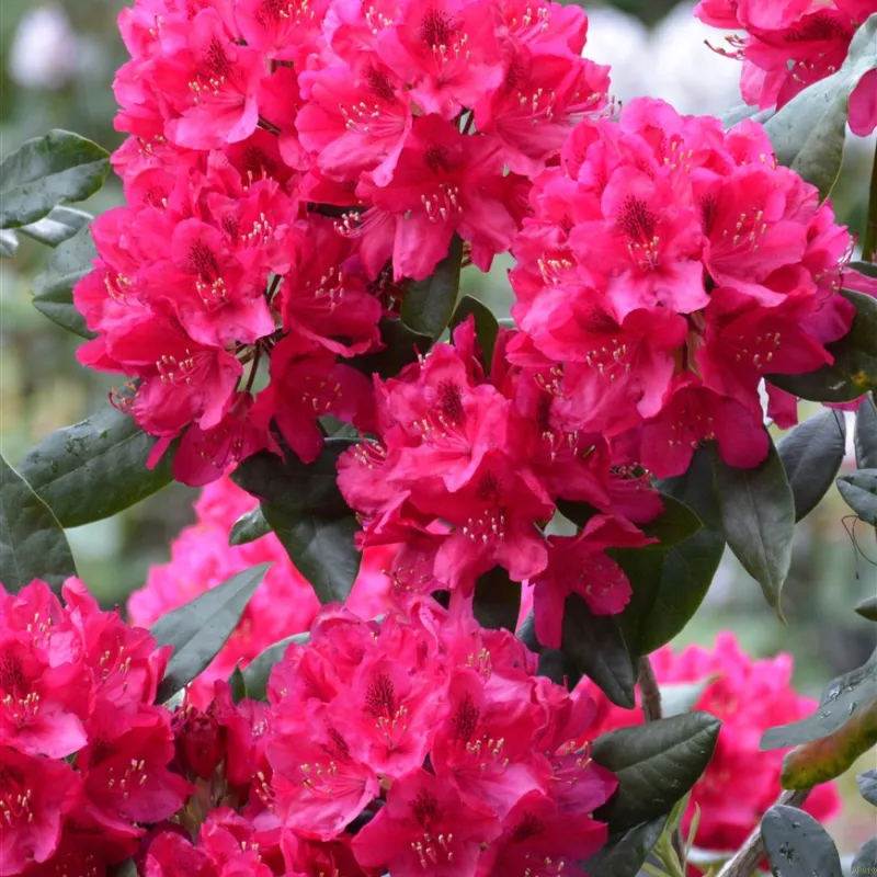 Rhododendron 'Nova Zembla' 3 Rhododendron 'Nova Zembla'