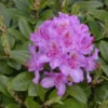 Rhododendron 'Pink Purple Dream' -Planter Butik apr 10701