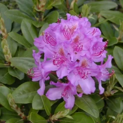Rhododendron 'Pink Purple Dream'
