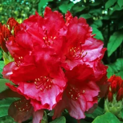 Rhododendron Yak. 'Astrid'