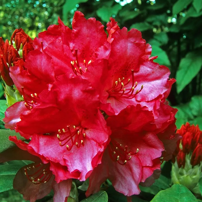 Rhododendron Yak. 'Astrid' 3 Rhododendron Yak. 'Astrid'