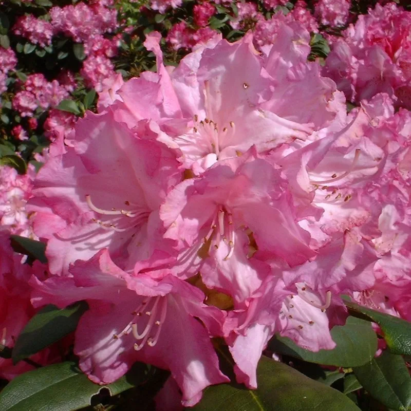 Rhododendron Yak. 'Blurettia' 3 Rhododendron Yak. 'Blurettia'