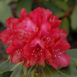 Rhododendron Yak. 'Bohlkens Roter Stern'