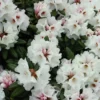 Rhododendron Yak. 'Bohlkens Snow Fire' 1 Rhododendron Yak. 'Bohlkens Snow Fire' -Planter Butik apr 10861