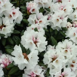 Rhododendron Yak. 'Bohlkens Snow Fire'
