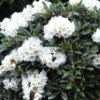 Rhododendron Yak. 'Edelweis' -Planter Butik apr 10891