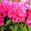 Rhododendron Yak. 'Kalinka' 2 Rhododendron Yak. 'Kalinka' -Planter Butik apr 10921