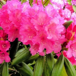 Rhododendron Yak. 'Kalinka'