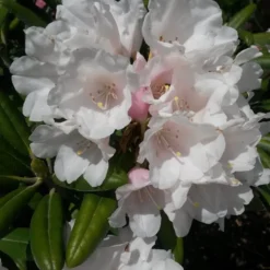 Rhododendron Yak. 'Koichiro Wada'