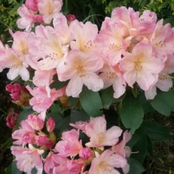 Rhododendron Yak. 'Percy Wiseman'