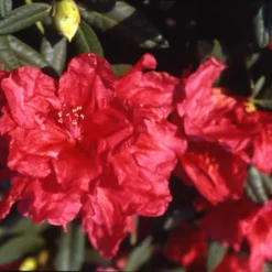 Rhododendron Yak. 'September Red'