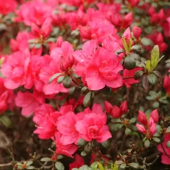 Rhododendron Jap. 'Canzonetta'