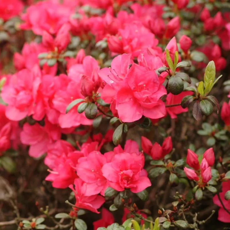 Rhododendron Jap. 'Canzonetta' 3 Rhododendron Jap. 'Canzonetta'