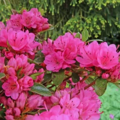 Rhododendron Jap. 'Karminko'