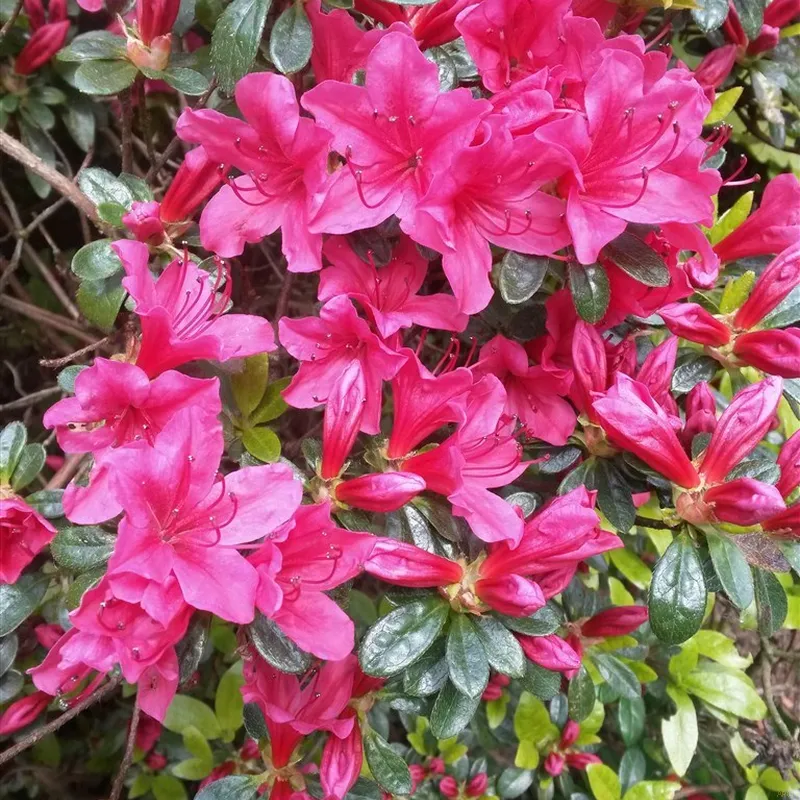 Rhododendron Jap. 'Kermesina' 3 Rhododendron Jap. 'Kermesina'