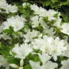 Rhododendron Jap. 'Kermesina Alba' 2 Rhododendron Jap. 'Kermesina Alba' -Planter Butik apr 11261