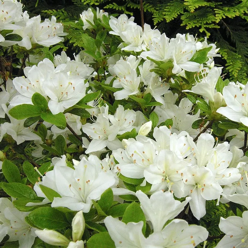Rhododendron Jap. 'Kermesina Alba' 3 Rhododendron Jap. 'Kermesina Alba'