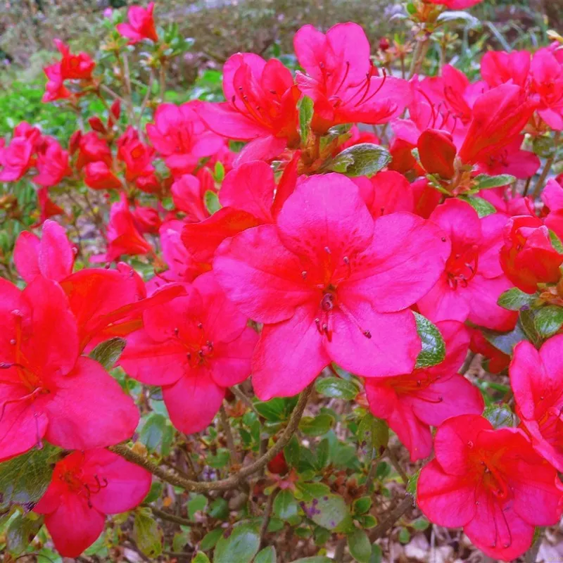 Rhododendron Jap. 'Little Red 3 Rhododendron Jap. 'Little Red