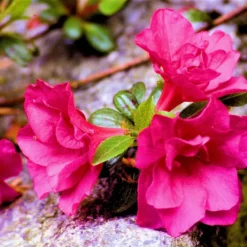 Rhododendron Jap. 'Maruschka'