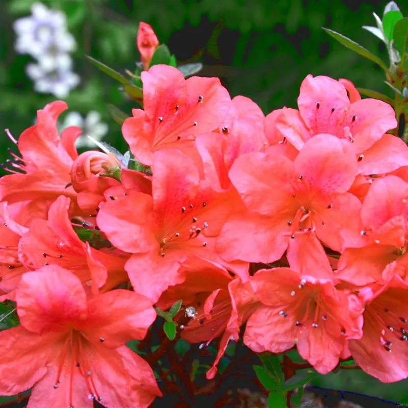 Rhododendron Jap. 'Nakaharae' 3 Rhododendron Jap. 'Nakaharae'